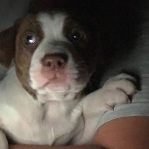 Meet your Posher, Mona